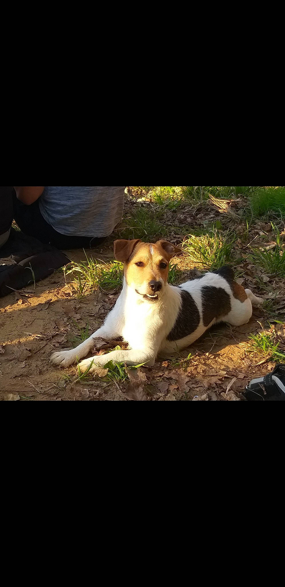 Niglo a rejoint le concours — aidez-le/la à gagner de superbes lots ! canidae, carnivore, companion_dog, dog, dog_breed, fawn, flash_photography, grass, happy, hound, landscape, natural_landscape, paw, photo_caption, plant, scent_hound, sitting, snout, sporting_group, tail
