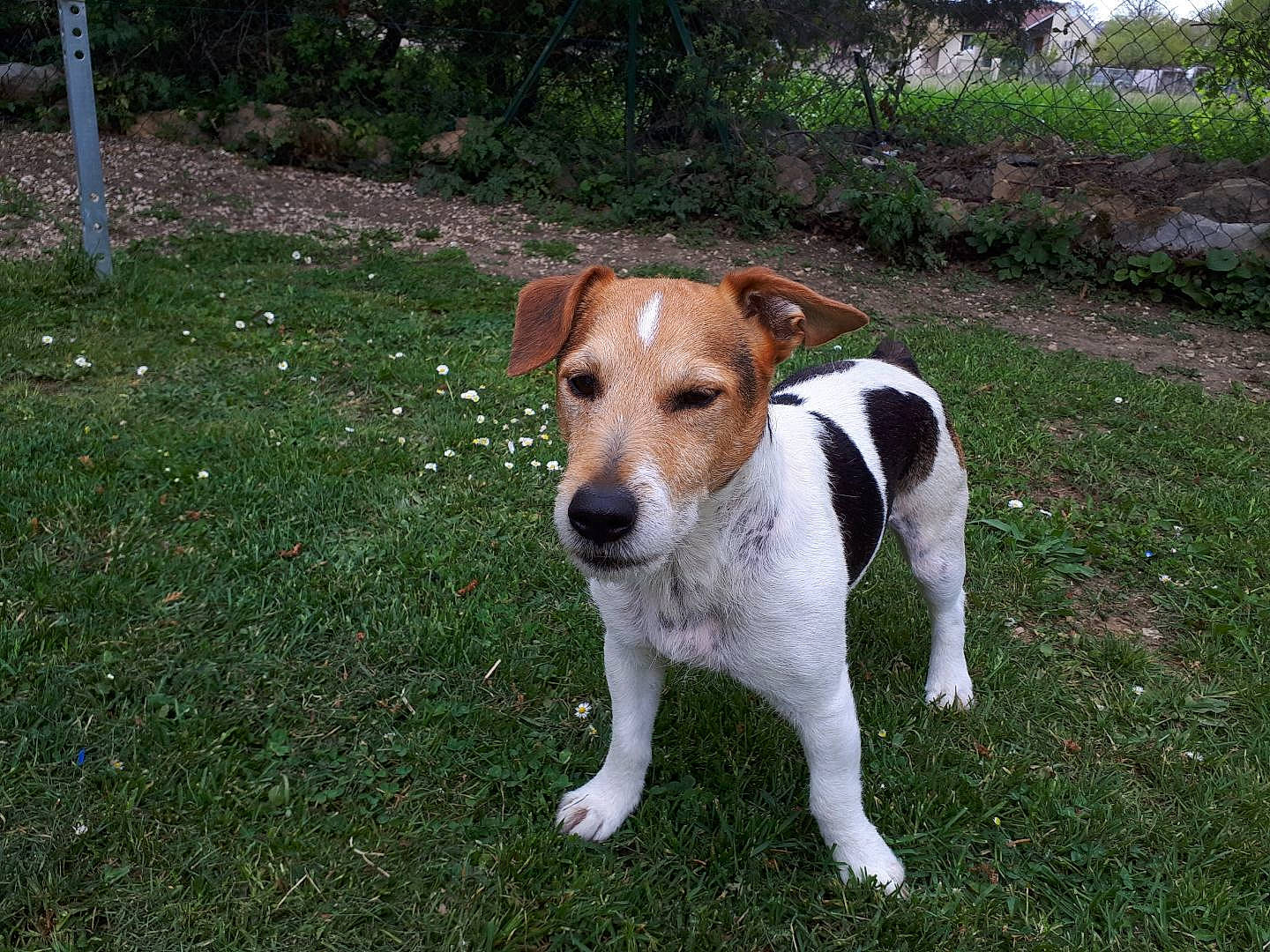 Niglo participe au concours pour gagner de l'argent avec cette photo : ancient_dog_breeds, canidae, carnivore, collar, companion_dog, dog, dog_breed, fawn, grass, hunting_dog, irishjacks, non_sporting_group, plant, snout, sporting_group, tail, terrestrial_animal, terrier, tree, working_animal