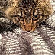 Ajax The Iii is registered to the contest to win money with this photo: cat, tabby, close_up, green_eyes, whiskers, ears, fur, pet, animal, resting, blanket, soft_texture, cozy, indoor, cute, face, curious, sleepy, feline, portrait