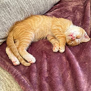 Mango is registered to the contest to win money with this photo: kitten, cat, sleeping, orange_tabby, pet, cozy, blanket, purple, fur, cute, indoor, resting, paw, whiskers, nap, soft, animal, domestic_cat, relaxing, couch