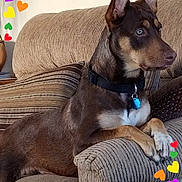 Coco Maye is registered to the contest to win money with this photo: brown_dog, canine, collar, couch, dog, ears, heart_stickers, indoor, living_room, paws, pet, pillow, portrait, relaxed, sitting, sofa, striped_pillow, tag, upholstery, watchful