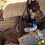 brown_dog, canine, collar, couch, dog, ears, heart_stickers, indoor, living_room, paws, pet, pillow, portrait, relaxed, sitting, sofa, striped_pillow, tag, upholstery, watchful