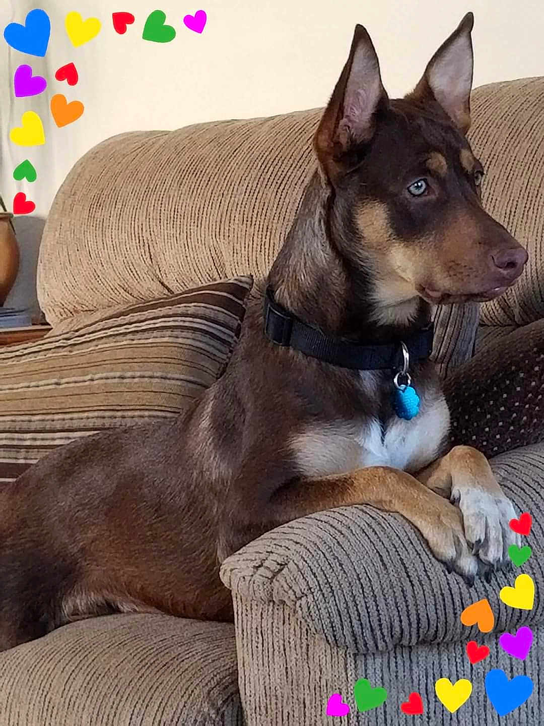 Coco Maye is registered to the contest to win money with this photo: brown_dog, canine, collar, couch, dog, ears, heart_stickers, indoor, living_room, paws, pet, pillow, portrait, relaxed, sitting, sofa, striped_pillow, tag, upholstery, watchful