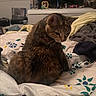 Frannie is registered to the contest to win money with this photo: animal, bed, blanket, cat, comfortable, cozy, curious, domestic, floral_pattern, furniture, home, indoor, looking_back, pet, resting, room, soft_texture, tabby_cat, television, warm