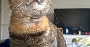 Frannie joined the competition — help win amazing prizes! animal, background_blur, cat, closeup, cozy, domestic_animal, ears, face, feline, fur, green_eyes, indoor, looking_up, nostrils, pet, portrait, snout, soft_light, tabby, whiskers