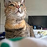 cat, tabby, whiskers, indoor, pet, feline, closeup, animal, fur, face, green_eyes, ears, nostrils, snout, domestic_animal, looking_up, portrait, soft_light, background_blur, cozy