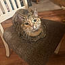 Frannie is registered to the contest to win money with this photo: black, brown, cat, chair, cozy, curious, cushion, domestic_animal, ears, feline, fur, furniture, home, indoor, looking_up, orange, pet, tabby, whiskers, wood_floor
