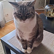 Holly participe au concours pour gagner de l'argent avec cette photo : cat, striped_cat, white_paws, table, table_mat, living_room, fan, lamp, window, curtain, carpet, indoor, pet, feline, sitting, furniture, cozy, home, domestic_animal, calm