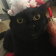 Kohaku is registered to the contest to win money with this photo: animal, black_cat, cat, christmas_hat, close_up, cozy, curious, domestic_cat, feline, furniture, holiday, indoor, lap, living_room, person_hand, pet, santa_hat, whiskers, wide_eyes, wood_floor