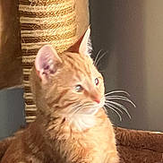 Charlie joined the competition — help win amazing prizes! animal, cat, cat_tree, closeup, cozy, cute, domestic_cat, feline, fur, home, indoor, mammal, orange_tabby, pet, portrait, relaxed, resting, soft_focus, sunlight, whiskers
