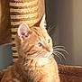 animal, cat, cat_tree, closeup, cozy, cute, domestic_cat, feline, fur, home, indoor, mammal, orange_tabby, pet, portrait, relaxed, resting, soft_focus, sunlight, whiskers