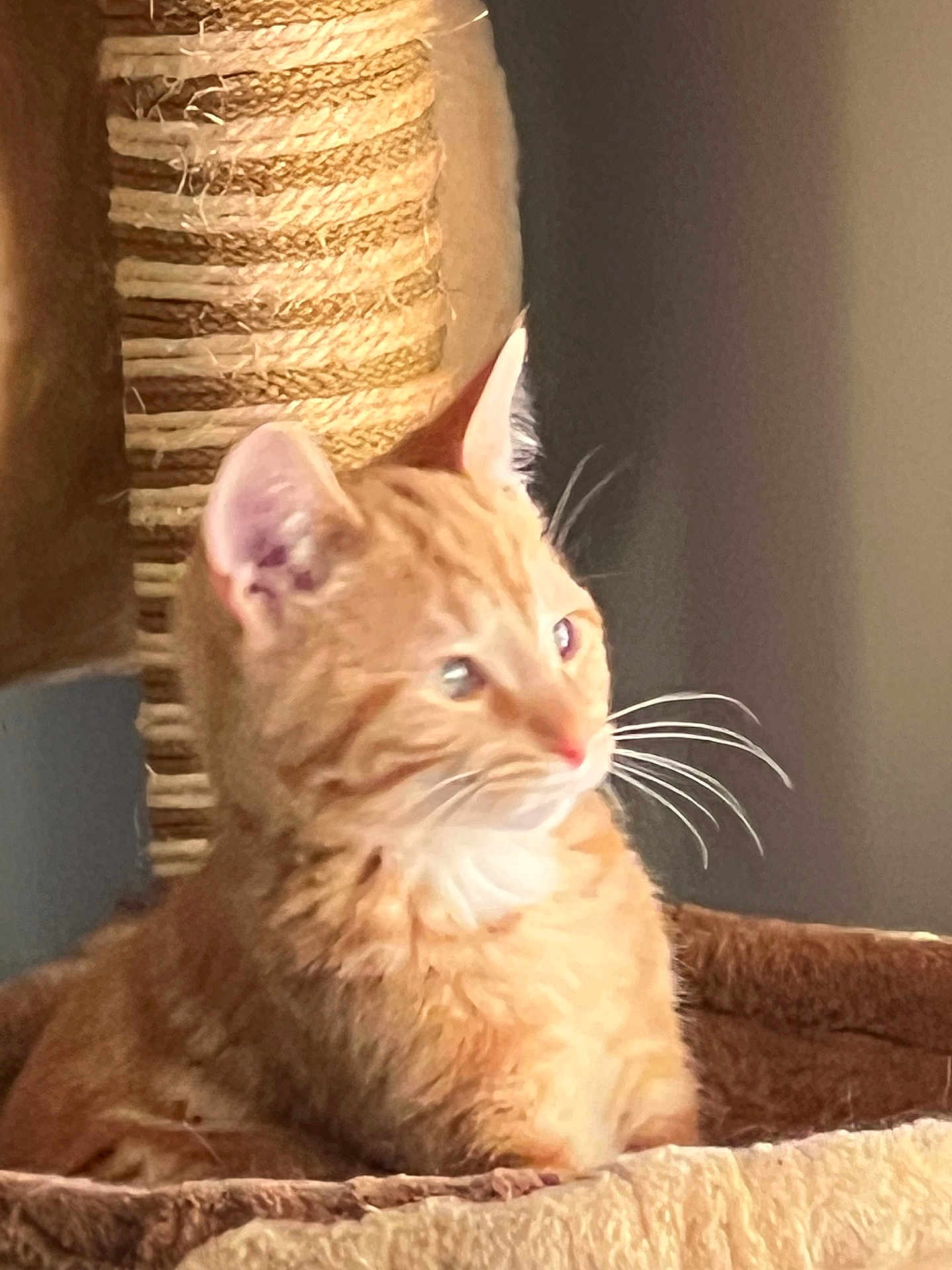 Charlie