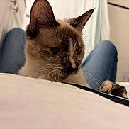 Yuki is registered to the contest to win money with this photo: cat, siamese_cat, indoor, close_up, animal, pet, feline, whiskers, ears, paws, curious, soft_surface, jeans, person, blurred_background, resting, domestic, cozy, brown, white