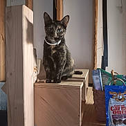 Kit Kat joined the competition — help win amazing prizes! animal, basket, black, brown, cat, curious, domestic_animal, feline, green_eyes, indoor, pet, pet_collar, pet_treats, quiet, rustic, sitting, still_life, tortoiseshell_cat, wood, wooden_box