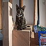 animal, basket, black, brown, cat, curious, domestic_animal, feline, green_eyes, indoor, pet, pet_collar, pet_treats, quiet, rustic, sitting, still_life, tortoiseshell_cat, wood, wooden_box