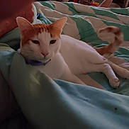 Lightning joined the competition — help win amazing prizes! cat, orange_and_white_cat, bed, blanket, striped_blanket, feline, pet, indoor, resting, cozy, sleepy, animal, domestic_cat, fur, tail, paws, collar, relaxed, lying_down, quiet