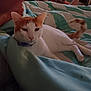 cat, orange_and_white_cat, bed, blanket, striped_blanket, feline, pet, indoor, resting, cozy, sleepy, animal, domestic_cat, fur, tail, paws, collar, relaxed, lying_down, quiet