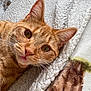 cat, ginger_cat, close_up, pet, feline, whiskers, ears, eyes, blanket, texture, cozy, home, indoor, cute, playful, relaxed, fur, animal, resting, tongue_out