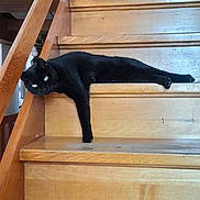 Déos participe au concours pour gagner de l'argent avec cette photo : animal, black_cat, cat, cozy, cute, domestic_cat, feline, fur, home, indoor, lazy, lounging, paw, pet, relaxed, resting, sleepy, stairs, wood, wooden_stairs