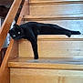 black_cat, cat, stairs, wood, indoor, pet, animal, relaxed, lounging, paw, feline, domestic_cat, resting, home, fur, cute, sleepy, cozy, wooden_stairs, lazy