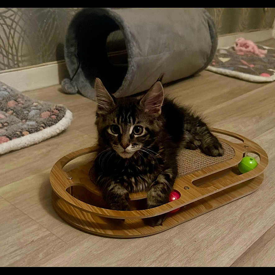 Guizmo a rejoint le concours — aidez-le/la à gagner de superbes lots ! animal, architecture, building, cat, couch, food, fruit, furniture, hardwood, indoors, kitten, livingroom, manx, pet, plant, plywood, produce, room, table, wood