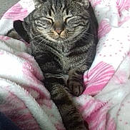 Diego a rejoint le concours — aidez-le/la à gagner de superbes lots ! cat, tabby_cat, pet, sleeping, cozy, blanket, pink, white, striped, paw, fur, indoor, floor, tile, resting, cute, animal, feline, relaxed, comfort