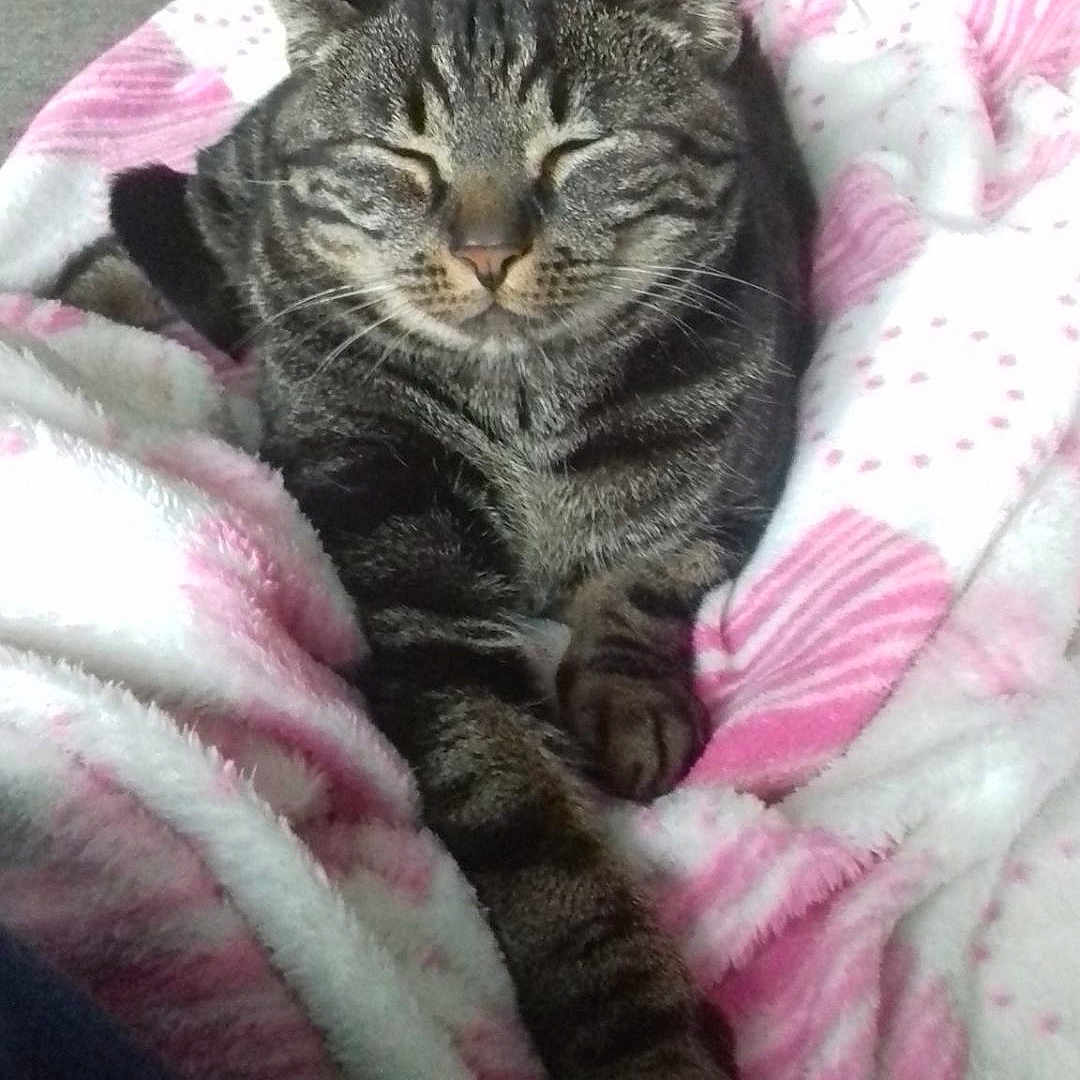 Diego a rejoint le concours — aidez-le/la à gagner de superbes lots ! cat, tabby_cat, pet, sleeping, cozy, blanket, pink, white, striped, paw, fur, indoor, floor, tile, resting, cute, animal, feline, relaxed, comfort
