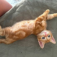 Weasley participe au concours pour gagner de l'argent avec cette photo : animal, blue_eyes, cat, cute, fur, gray_surface, indoor, kitten, lying_down, orange_tabby, paw, person_part, pet, pink_nose, relaxed, skin, small, tail, texture, whiskers
