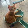 animal, cat, curious, cute, domestic_animal, dustpan, ears, floor, fur, household, indoors, kitten, marble_floor, orange_cat, pet, playful, small, tail, whiskers, young