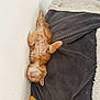 animal, blanket, cat, cozy, cute, domestic, feline, fur, indoor, kitten, orange_tabby, paws, pet, pink_nose, relaxed, resting, sleeping, small, wall, young