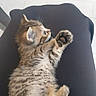 kitten, cat, tabby, paw, fur, animal, pet, cute, small, lap, resting, indoor, striped, whiskers, claws, young, feline, mammal, adorable, relaxed