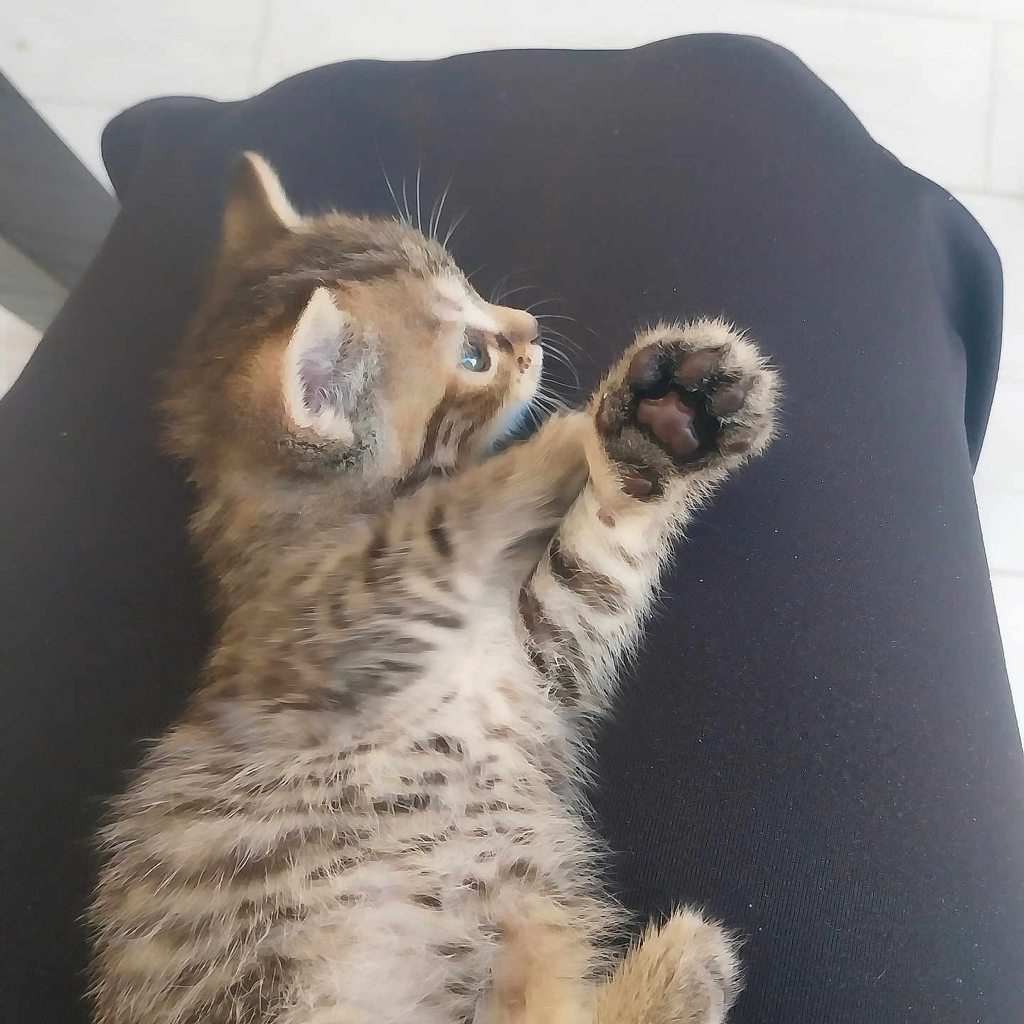Luna a rejoint le concours — aidez-le/la à gagner de superbes lots ! kitten, cat, tabby, paw, fur, animal, pet, cute, small, lap, resting, indoor, striped, whiskers, claws, young, feline, mammal, adorable, relaxed