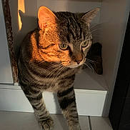 Bouchou participe au concours pour gagner de l'argent avec cette photo : cat, tabby, striped_fur, pet, animal, indoor, sunlight, shadow, cautious, cubicle, floor, tile, whiskers, paw, feline, closeup, curious, domestic, quiet, home