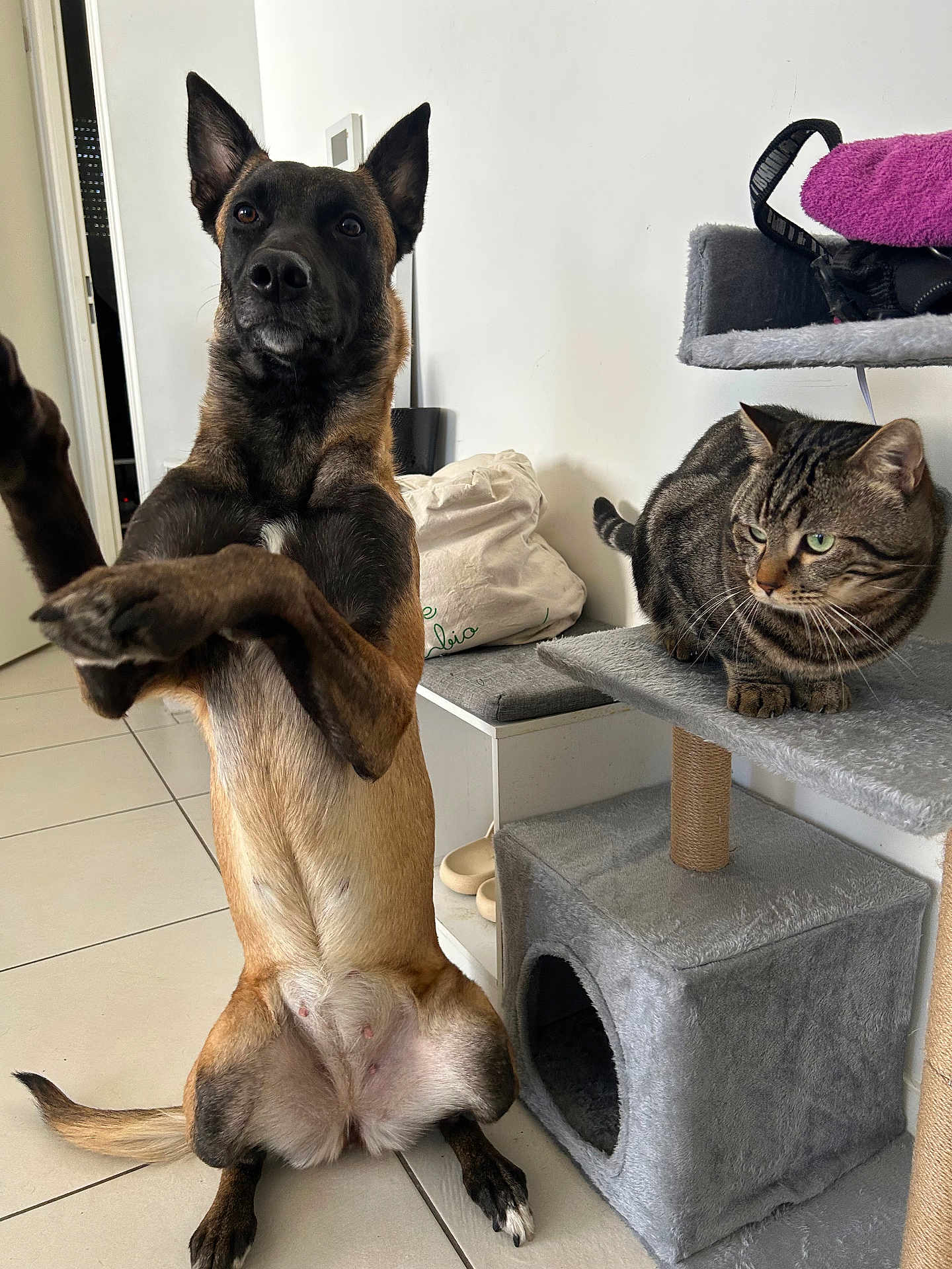 Malou participe au concours pour gagner de l'argent avec cette photo : dog, cat, indoor, pet, animal, tile_floor, cat_tree, brown_dog, tabby_cat, furniture, curious, sitting, looking, domestic, playful, ears_up, paws, household, pet_care, relaxed