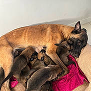 Malou a rejoint le concours — aidez-le/la à gagner de superbes lots ! dog, puppies, mother_dog, nursing, bed, blanket, towel, indoor, animal, mammal, brown_fur, resting, cute, family, young, pet, canine, sleepy, caring, close_up