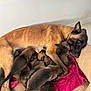 dog, puppies, mother_dog, nursing, bed, blanket, towel, indoor, animal, mammal, brown_fur, resting, cute, family, young, pet, canine, sleepy, caring, close_up