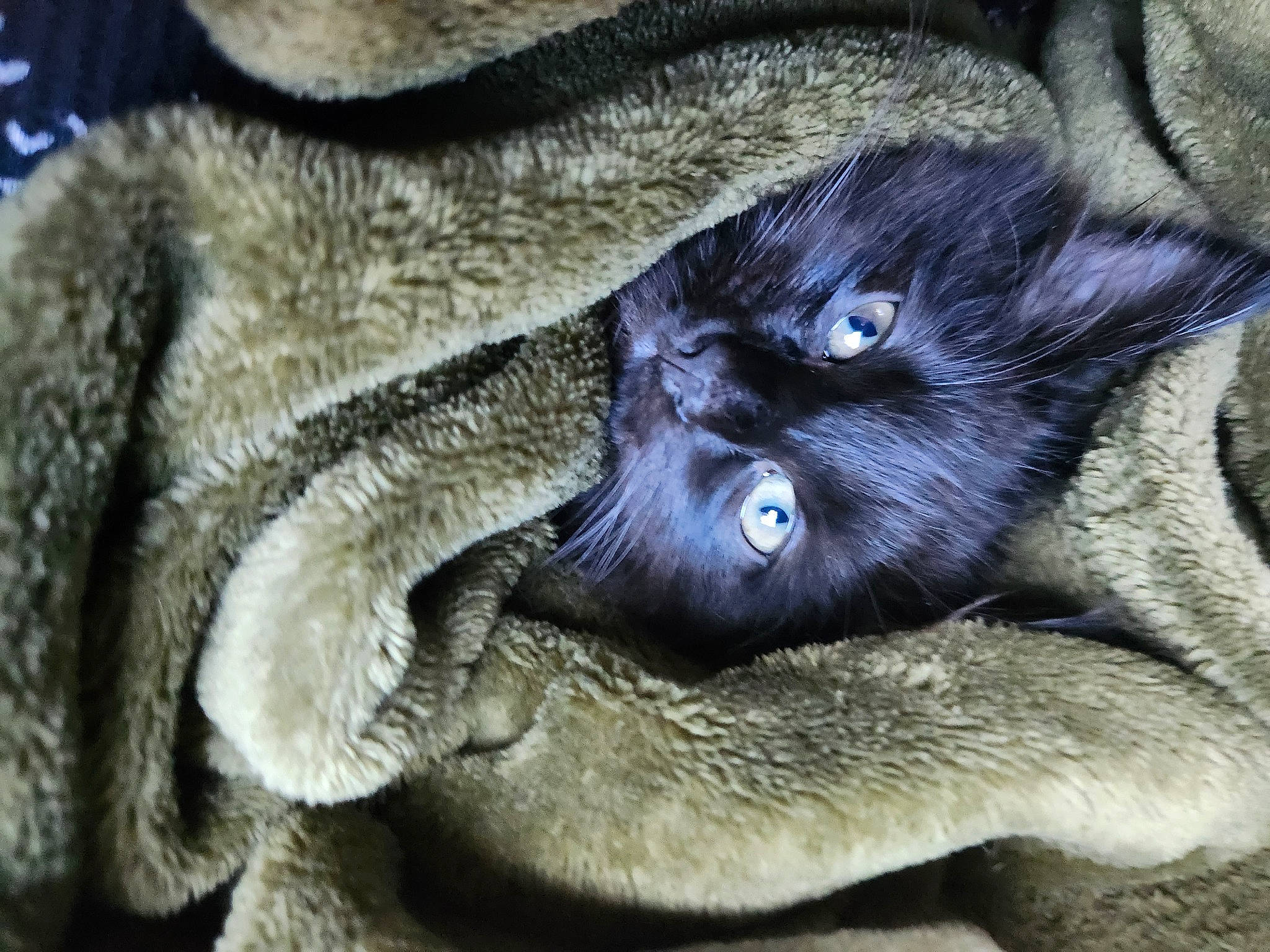 Ruby joined the competition — help win amazing prizes! carnivore, cat, claw, close_up, comfort, domestic_short_haired_cat, electric_blue, eye, felidae, fur, grey, organism, small_to_medium_sized_cats, snout, terrestrial_animal, whiskers, wildlife, wrinkle