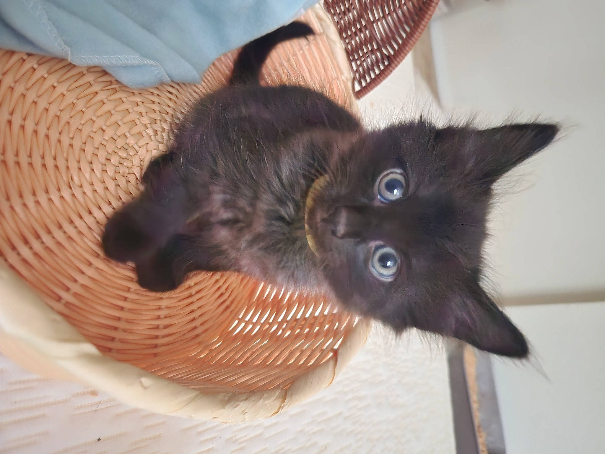 Ruby is registered to the contest to win money with this photo: black_cat, carnivore, cat, claw, comfort, domestic_short_haired_cat, fawn, felidae, flooring, foot, fur, gesture, hardwood, pattern, paw, small_to_medium_sized_cats, snout, tail, whiskers, wood