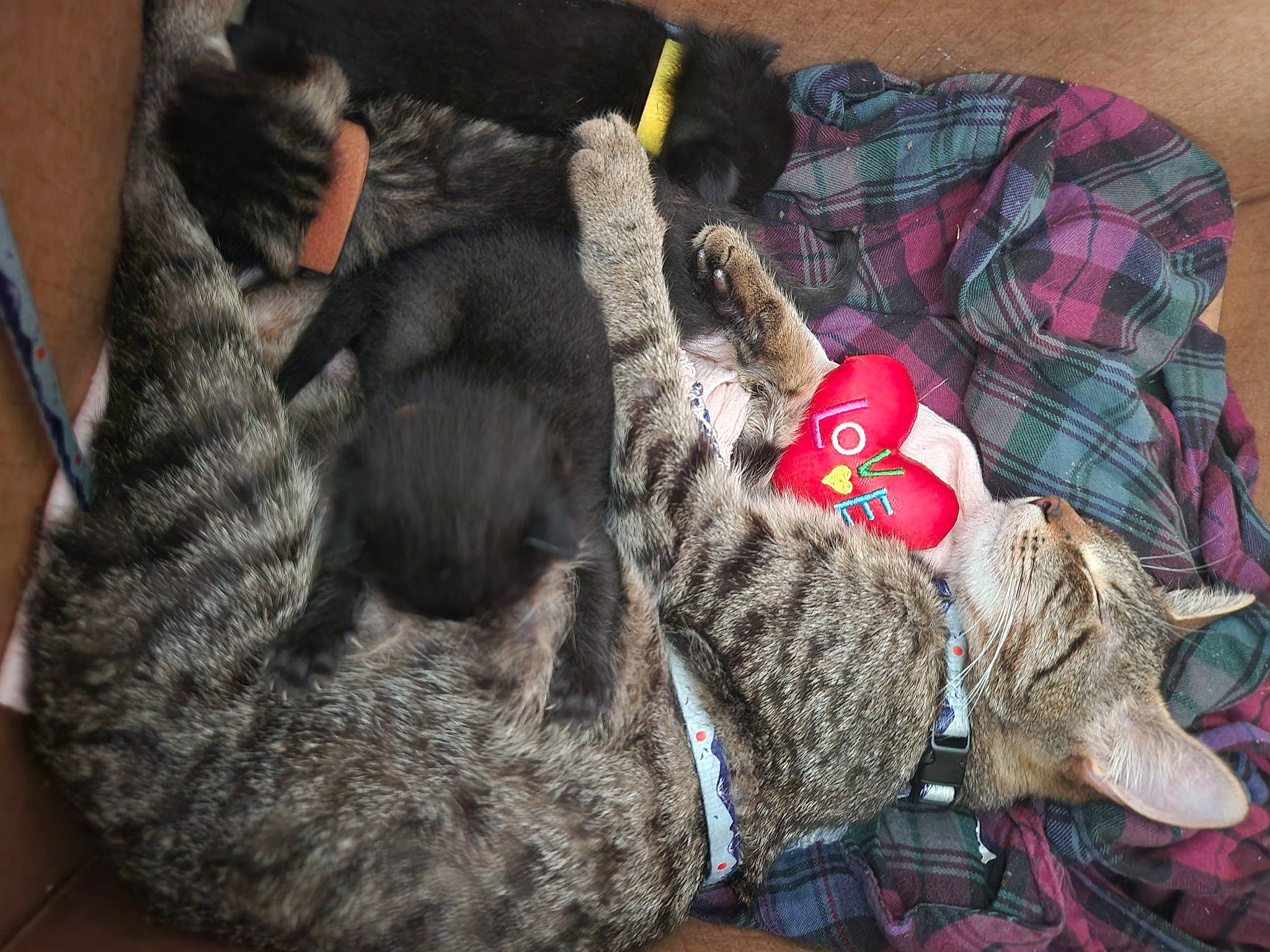 Tiger is registered to the contest to win money with this photo: canidae, carnivore, cat, claw, comfort, dog_breed, domestic_short_haired_cat, felidae, fur, grey, nap, natural_material, pattern, plaid, small_to_medium_sized_cats, snout, sporting_group, tail, tartan, whiskers