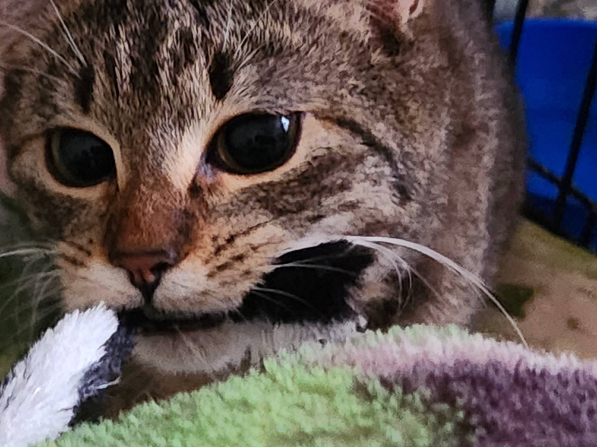 Tiger is registered to the contest to win money with this photo: carnivore, cat, cat_supply, claw, close_up, domestic_short_haired_cat, felidae, fur, grass, paw, small_to_medium_sized_cats, snout, terrestrial_animal, whiskers, wildlife