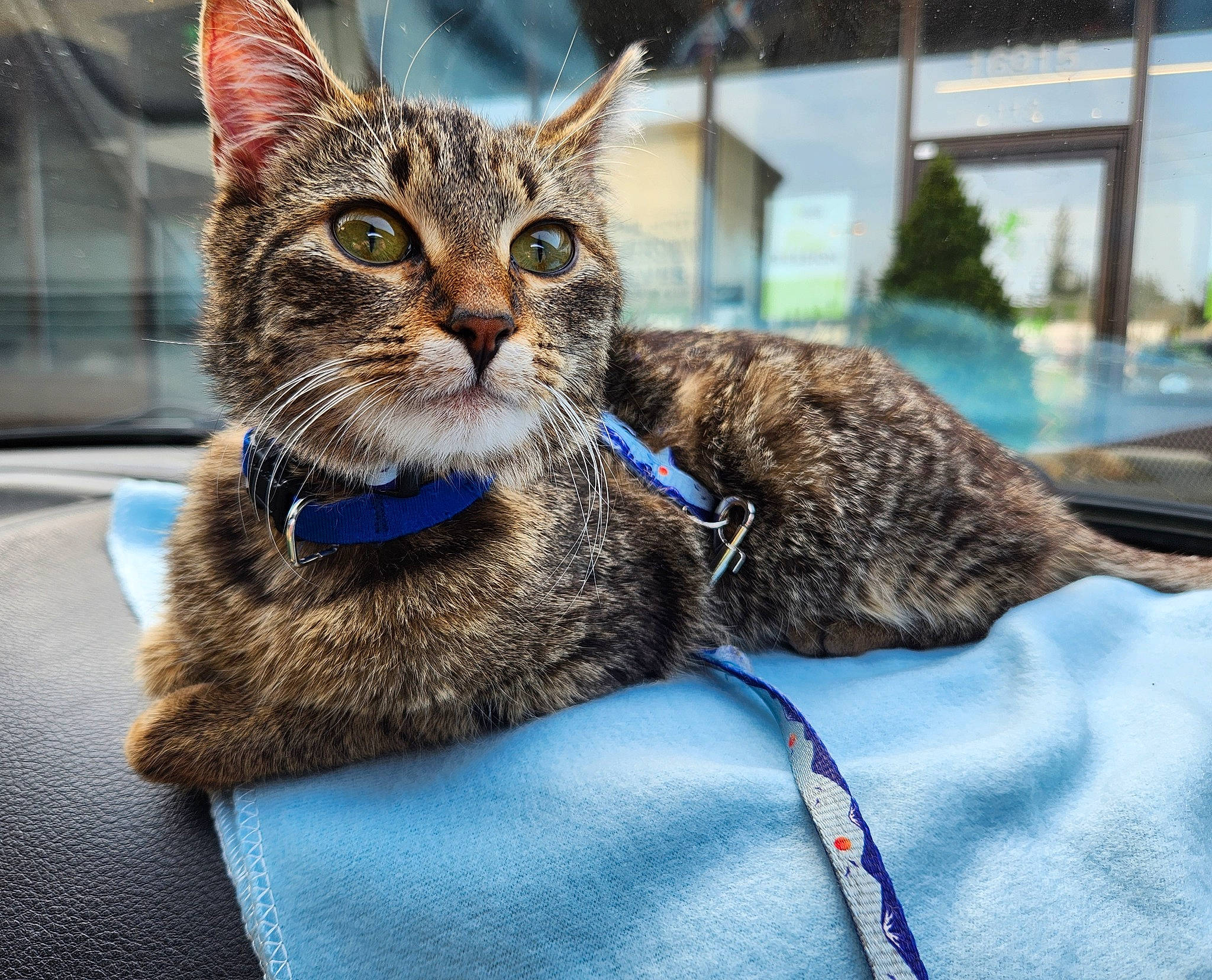 Tiger is registered to the contest to win money with this photo: carnivore, cat, claw, collar, comfort, domestic_short_haired_cat, electric_blue, eye, felidae, fur, paw, plant, sitting, small_to_medium_sized_cats, snout, tail, terrestrial_animal, tree, whiskers, wildlife