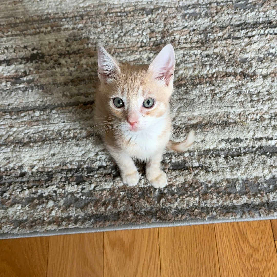 Tango is registered to the contest to win money with this photo: kitten, cat, orange_cat, white_cat, pet, animal, indoor, carpet, rug, wood_floor, cute, small, young, feline, looking_up, curious, sitting, domestic_animal, fur, whiskers