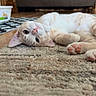 Tango joined the competition — help win amazing prizes! cat, lying_down, curious, paw, indoor, rug, living_room, couch, pillow, wooden_cabinet, floor, pet, whiskers, fur, cute, relaxed, home, cozy, animal, feline