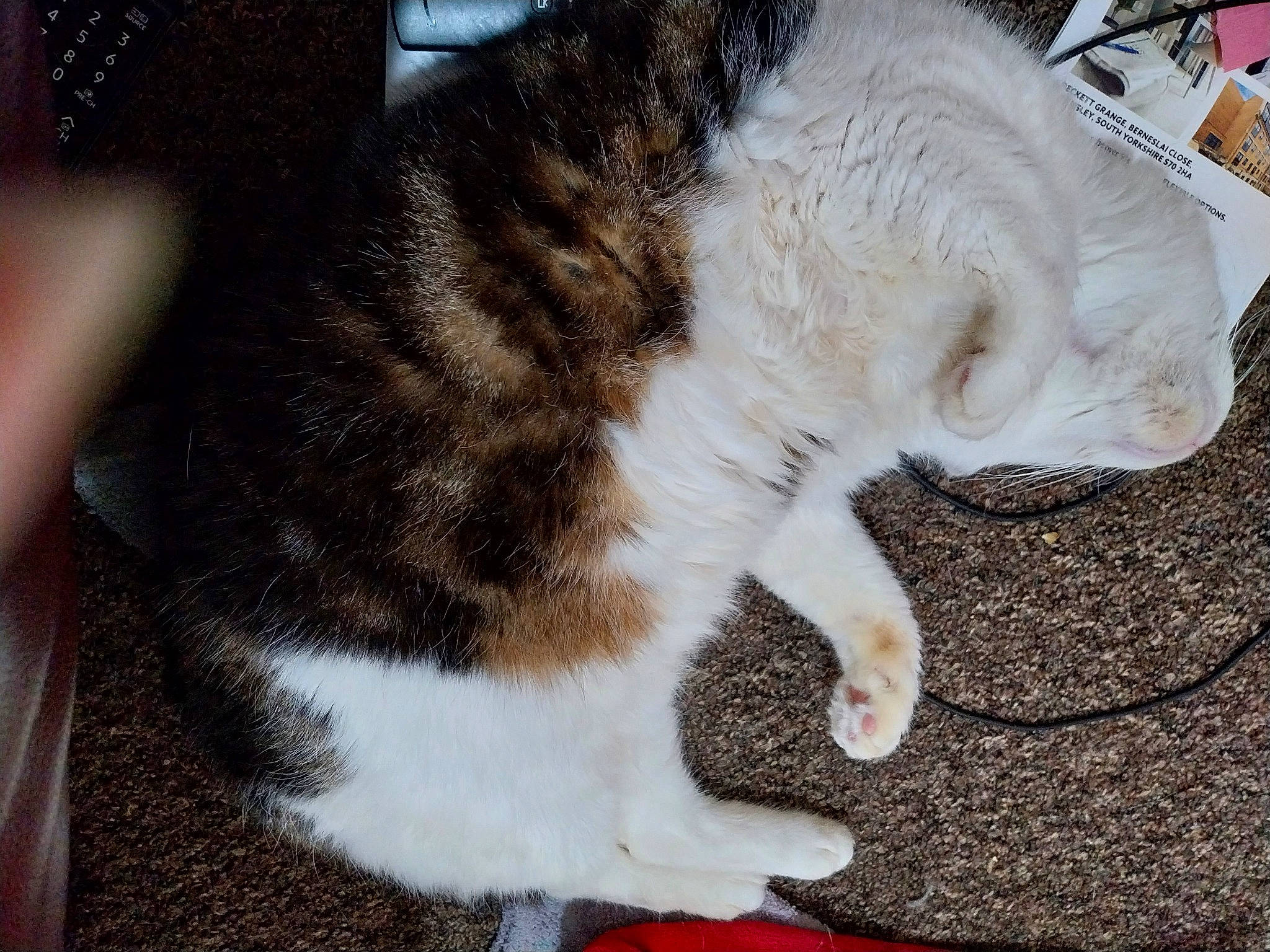 Duke is registered to the contest to win money with this photo: carnivore, cat, claw, comfort, domestic_short_haired_cat, felidae, fur, paw, small_to_medium_sized_cats, snout, tail, terrestrial_animal, whiskers