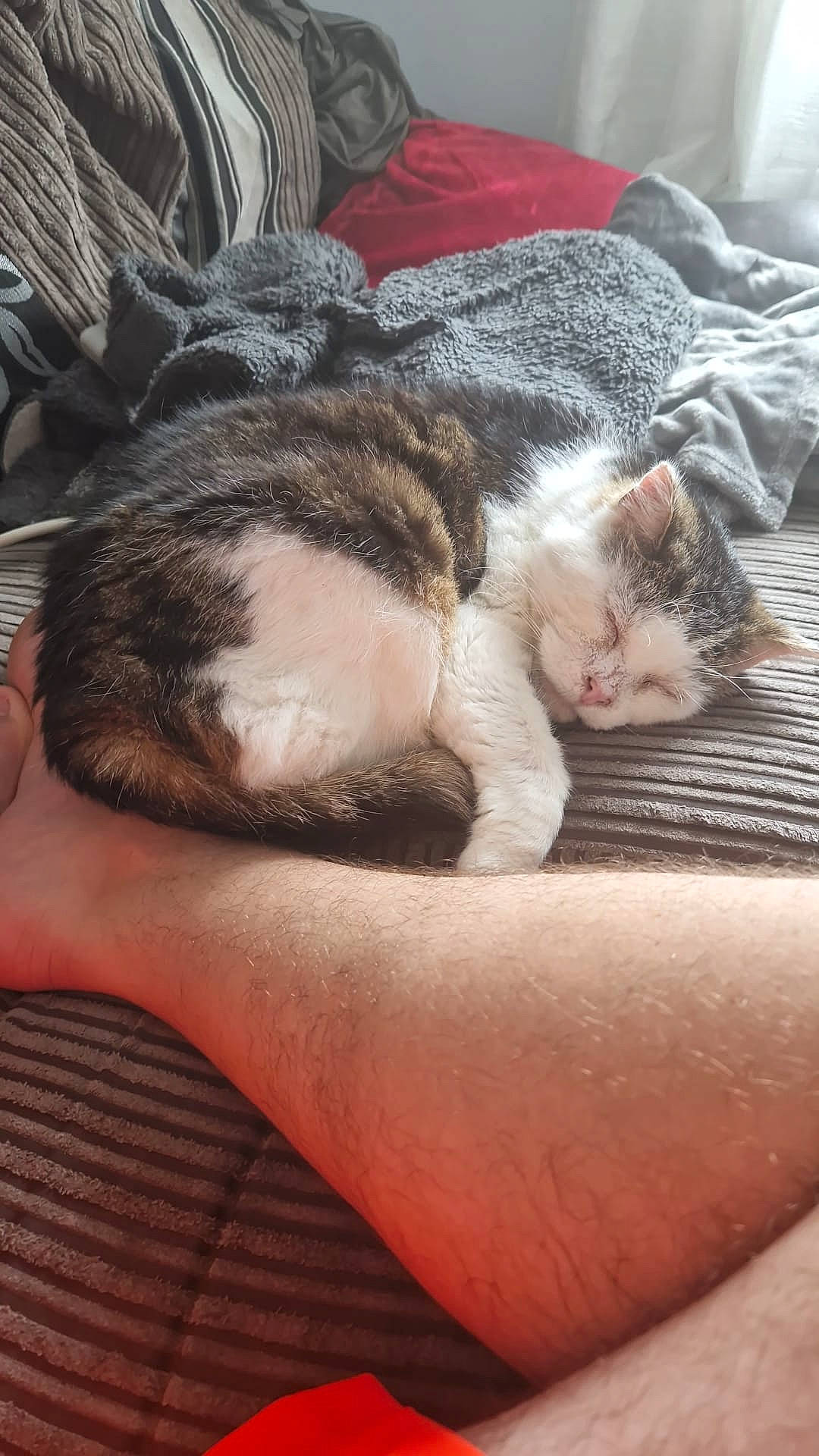 Duke joined the competition — help win amazing prizes! carnivore, cat, claw, cloud, comfort, domestic_short_haired_cat, eye, eyelash, fawn, felidae, foot, fur, hand, human_leg, paw, small_to_medium_sized_cats, snout, tail, whiskers, wood