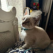 Ozzy is registered to the contest to win money with this photo: animal, blanket, cat, collar, cozy, curious, curtain, cute, domestic, fur, furniture, indoor, kitten, light, pet, shadow, sitting, whiskers, window, young