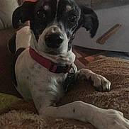 Princess is registered to the contest to win money with this photo: dog, black_and_white, pet, portrait, lying_down, relaxed, indoors, blanket, couch, furniture, collar, red_collar, paw, long_legs, floppy_ears, nose, eyes, home, cozy, photography