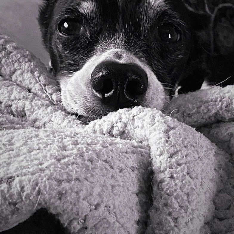 Princess