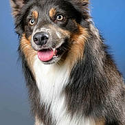Bob participe au concours pour gagner de l'argent avec cette photo : dog, canine, pet, animal, fur, blue_eyes, tongue_out, fluffy, portrait, studio, cute, friendly, ears, muzzle, nose, sitting, smiling, domestic_animal, happy, background