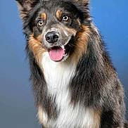Bob participe au concours pour gagner de l'argent avec cette photo : animal, black, blue_background, brown, canine, cute, dog, domestic_animal, ears_up, fluffy, friendly, fur, happy, muzzle, pet, portrait, sitting, studio, tongue_out, white